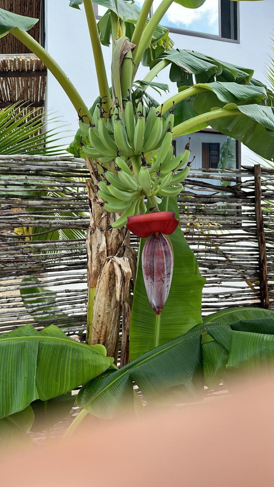 Maracuja Villa Zanzibar Bwejuu Buitenkant foto